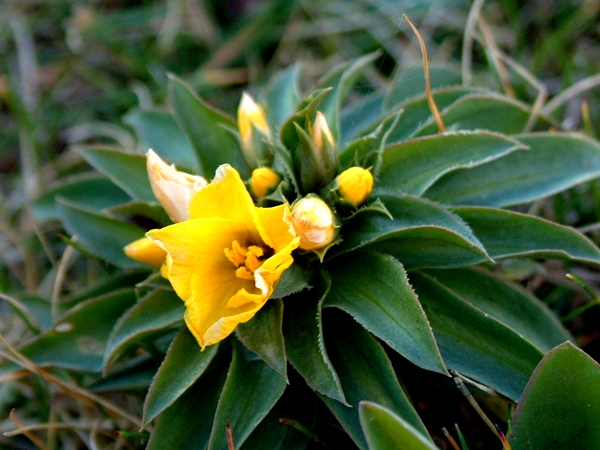 Che pianta ? Linum capitatum